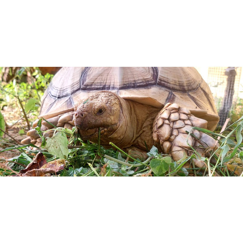 Sulcata