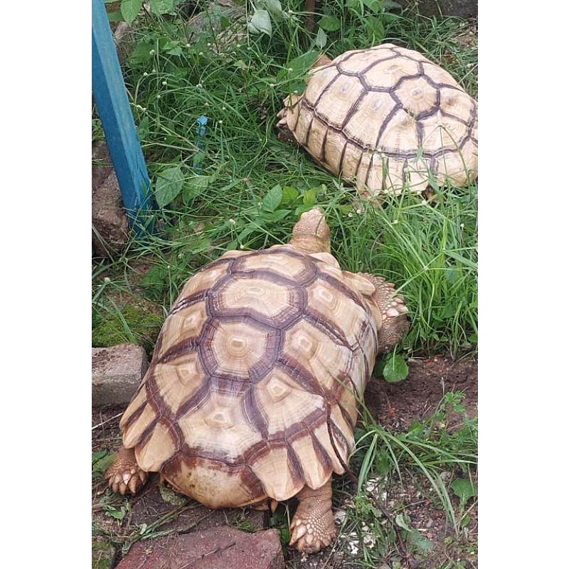 Sulcata