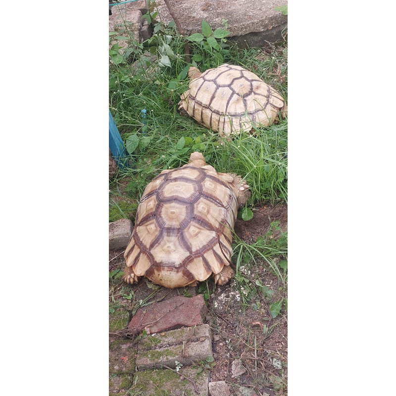Sulcata